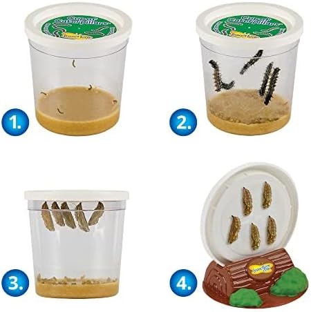 Insect Lore Cup of Caterpillars | 5 Live Caterpillars for Butterfly Garden | Refill for Painted Lady Butterfly Kit | Stickers & Chrysalis Log | STEM Learning Activity