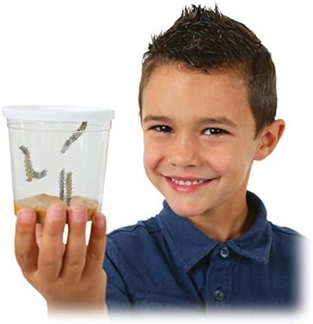 Insect Lore Two Cups of Live Caterpillars | Painted Lady Butterflies | Includes 2 Chrysalis Holding Logs | 10 Live Baby Caterpillars | Refill for Habitats and Kits