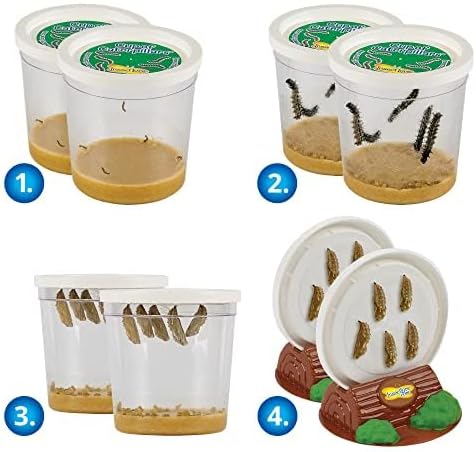 Insect Lore Two Cups of Live Caterpillars with Butterfly Life Cycle Figurines | Butterfly Habitat or Kit Refill | Painted Lady Butterflies