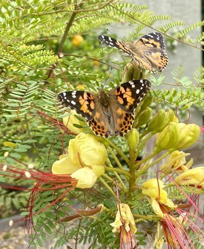 Insect Lore Butterfly Garden 8" Habitat Gift Set | 10 Live Baby Painted Lady Caterpillars | Includes Caterpillars, Food, 3D Butterfly Stickers and Butterfly Wind-up Toy
