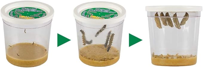 Insect Lore Cup of Caterpillars™ Basic - 8 Cups | 40 Live Baby Painted Lady Caterpillars | 5 Per Cup | Refill for Habitat Kit | Caterpillars and Food Included