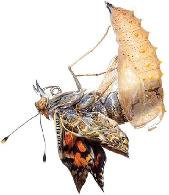 Insect Lore Two Cups of Live Caterpillars | Painted Lady Butterflies | Includes 2 Chrysalis Holding Logs | 10 Live Baby Caterpillars | Refill for Habitats and Kits
