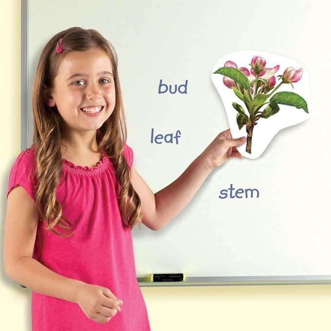 Learning Resources Giant Magnetic Plant Life Cycle - 12 Pieces, Science Exploration Activities for Kids, Homeschool and Classroom Science Supplies