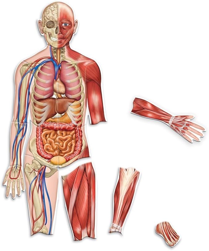 Learning Resources Double-Sided Magnetic Human Body, 3 Foot Tall, 17 Pieces
