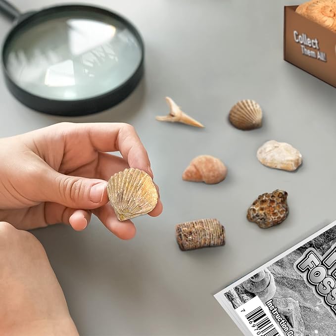 Byncceh Fossil Dig Kit - Educational STEM Science Toys for Kids Ages 6+ - Dig Up 12 Fossils Real & Dinosaur Bones Rocks - Digging Activities Kits - Paleontology, Discovery Gifts for Boys & Girls