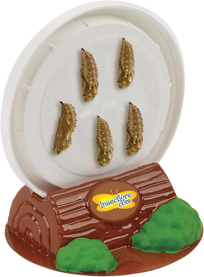 Insect Lore Butterfly Garden Gift Set | 8" Habitat with Live Cup of Caterpillars | Stickers and Extras Included | Life Science & STEM Education Kit | Grow Painted Lady Butterflies