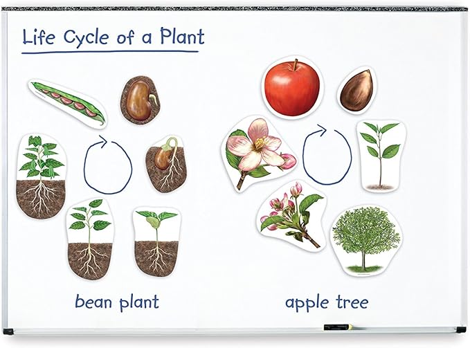 Learning Resources Giant Magnetic Plant Life Cycle - 12 Pieces, Science Exploration Activities for Kids, Homeschool and Classroom Science Supplies