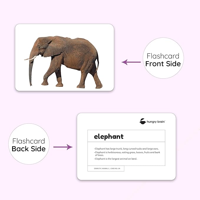 hungry brain Flash Cards for Toddlers, 24 Domestic Animals Flashcards, Double-Sided, Montessori, Educational, Kindergarten - Preschool Learning Activities, Gifts for Kids, 1, 2, 3, 4 Years Babies