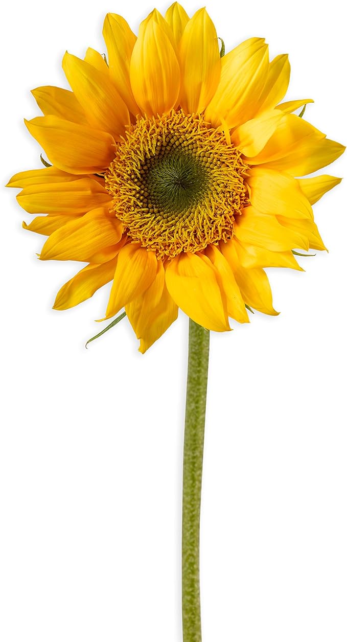 Creativity for Kids Sunflower Garden - Sunflower Growing Kit - Garden Set for Girls and Boys