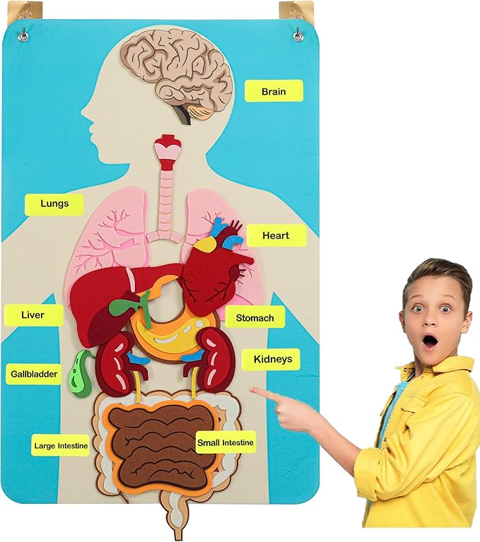 Hora de Lima Body Parts Learning Kit Felt Artcraft Human Anatomy 3D Organ Costume Cognitive Board for Kids Sensory Educational Tool Toy Removable for Home Preschool Early Childhood Teaching Aid