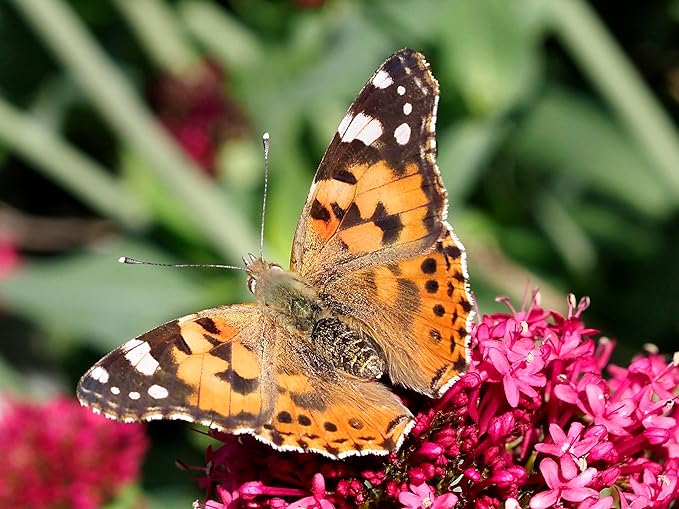 Insect Lore Cup of Caterpillars™ Basic - 8 Cups | 40 Live Baby Painted Lady Caterpillars | 5 Per Cup | Refill for Habitat Kit | Caterpillars and Food Included