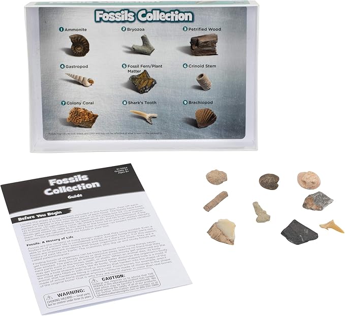 Educational Insights Fossil Collection, Ages 8 and up, (9 Pieces with Storage Tray)