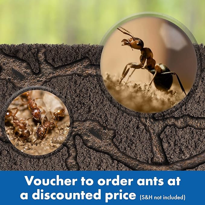 Educational Insights GeoSafari Ant Factory with Sand, Watch Live Ants, STEM Learning Toy, Ages 5+, Large
